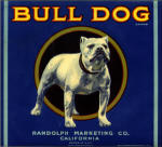 Bulldog