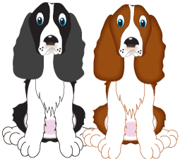 English Springer Spaniels
